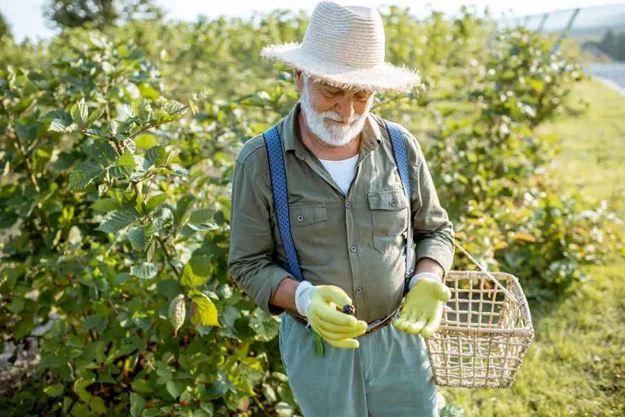 An elderly farmer looking down at a blackberry in his hands while standing amidst lush green blackberry bushes on a farm.